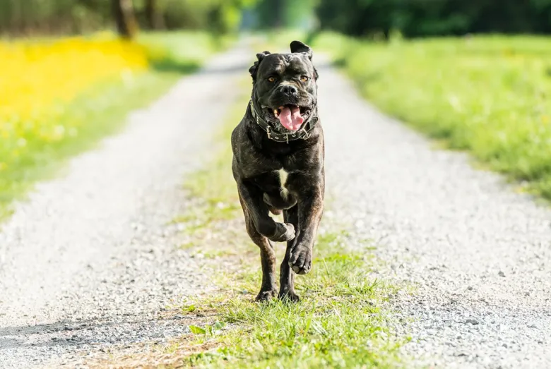 Černý pes plemene Cane Corso běží po cestě.