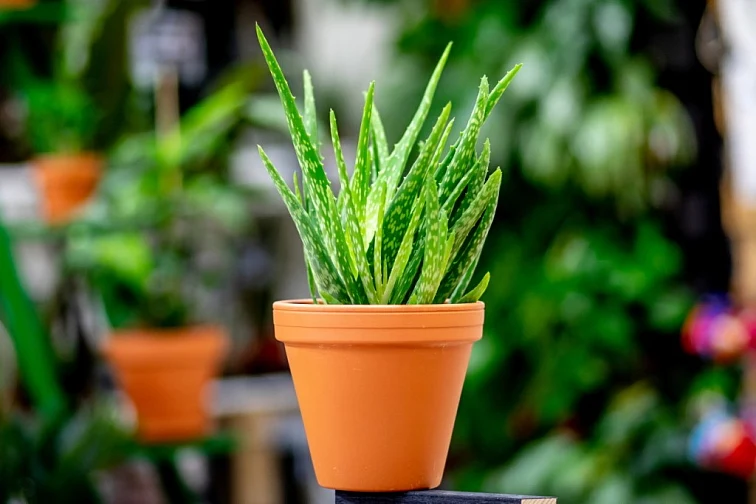 Aloe vera plant in pot