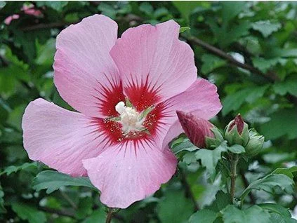 Pink hibiscus bush flower