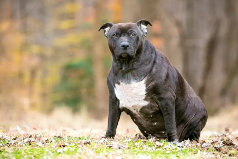 Tlustý pes plemene pitbull sedí na trávě v lese.
