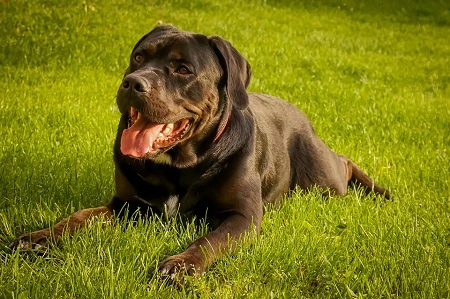 Hnědý Cane Corso leží na trávě a dýchá