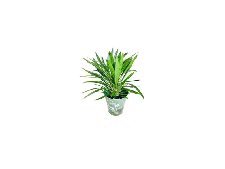 Madagaskarská palma v květináči na bílém pozadí