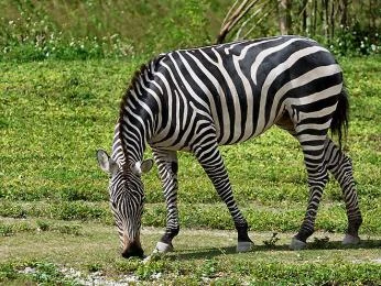 Zebra se pasí na trávníku v přírodě.