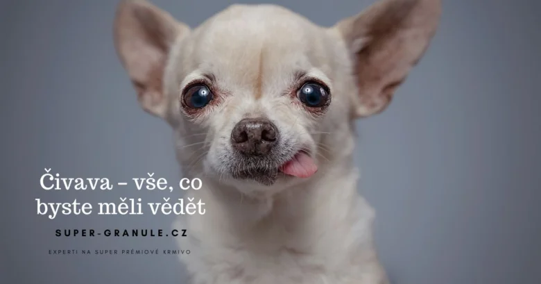 Milený čivava štěně s velkýma očima.