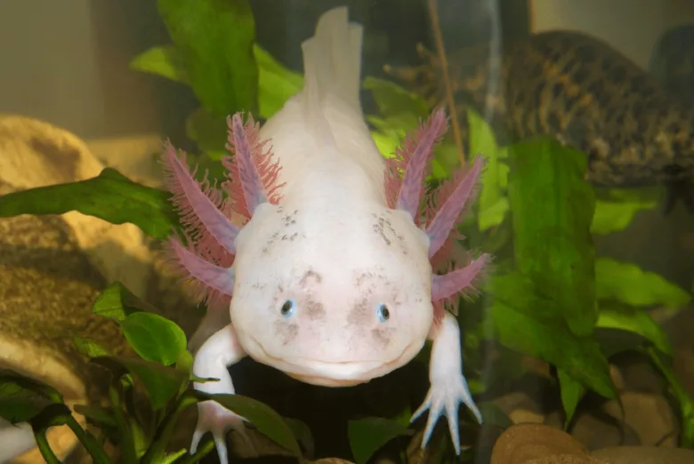 Bílý axolotl plavící se mezi vodními rostlinami.