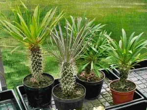 Madagaskarské palmy v květináčích na zahradě