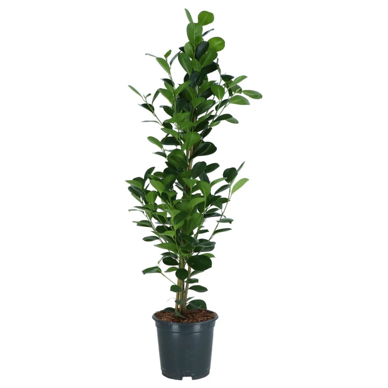 Vysoká pokojová rostlina ficus v květináč pro interiér.
