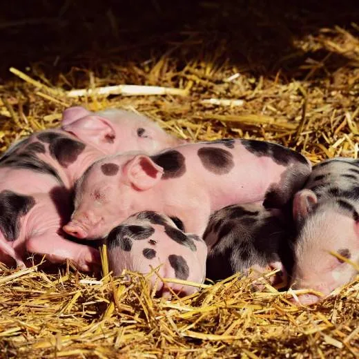Mláďata prasat spící v slámě na farmě.