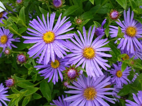 Purple asters in bloom