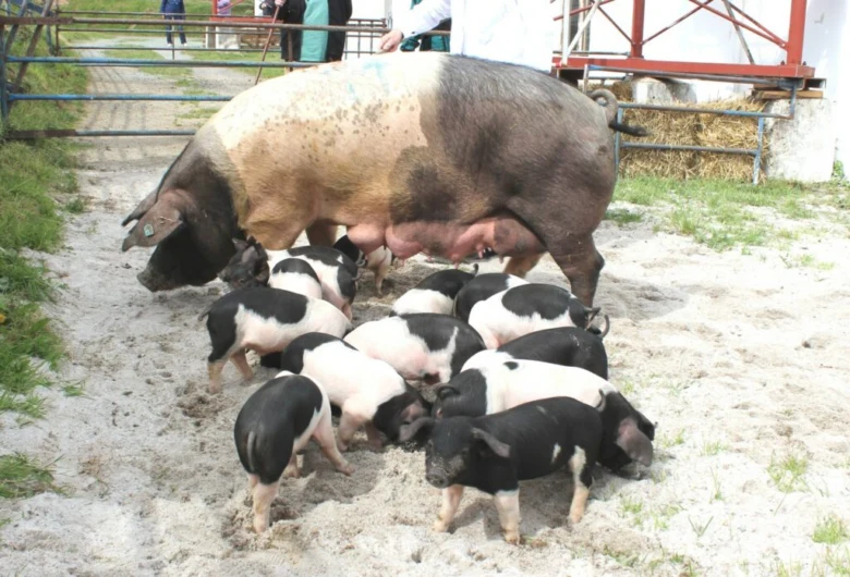 Iberské prase s mláďaty na farmě