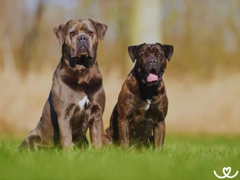 Dva velké plemeno Cane Corso sedící na trávě venku.