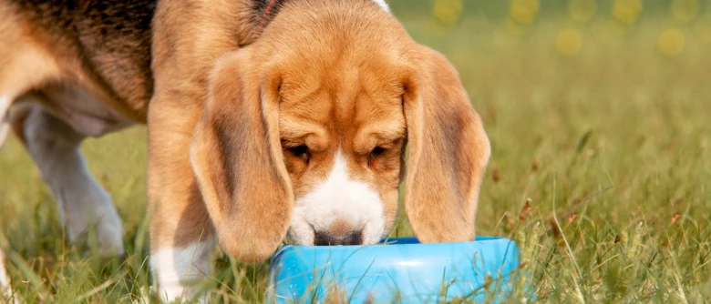 Beagle štěně jedí z modré misky na trávě