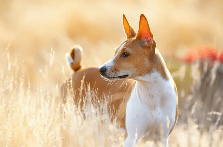 Basenji pes v trávě, neštěká plemeno