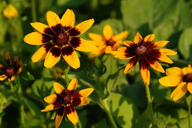 Black-eyed susan flowers