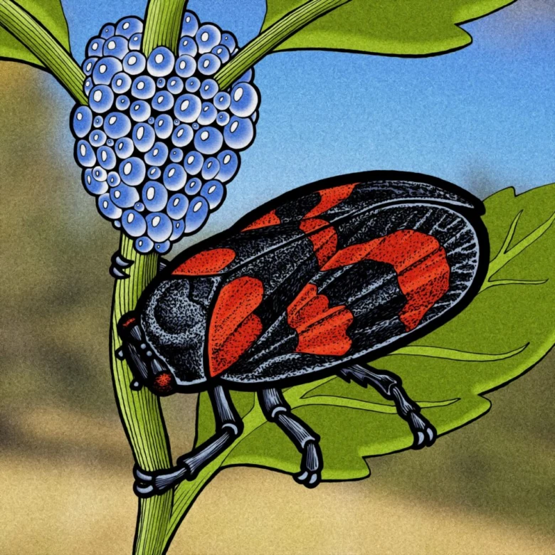 Ilustrace pěnodějky obecné s vajíčky na rostlině.