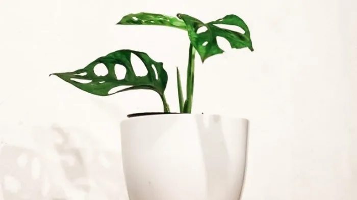 Monstera v bílé květináči na světlém pozadí.