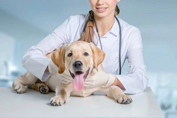 Veterinární asistentka s štěněm na vyšetření
