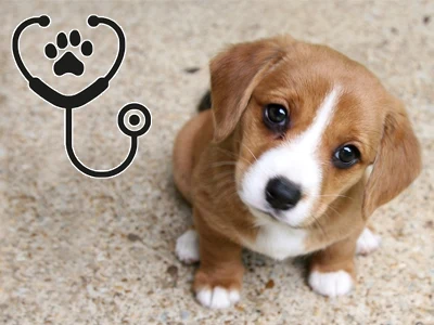 Mladý štěně sedí vedle ikony veterinárního posluchového přístroje.