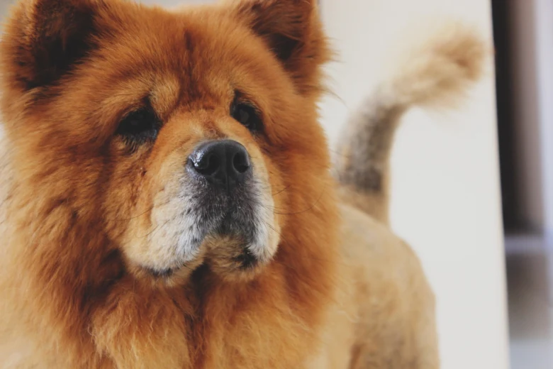 Chow chow pes s hustou srstí, pohled do kamery
