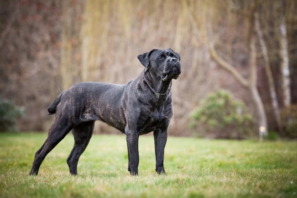 Černý pes plemene Cane Corso stojí na trávníku.