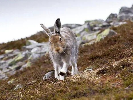 Polar zajíc stojí na skalnatém svahu v přírodě.