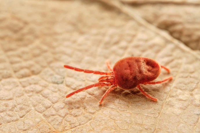 Red velvet mite