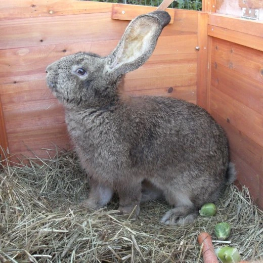 Brown rabbit in wooden hutch with hay and vegetables