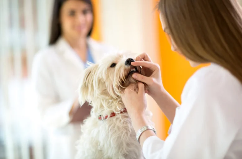 Veterinární lékař zkoumá zuby psa během prohlídky