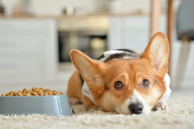 Corgi pes leží vedle prázdné misky s krmivem.