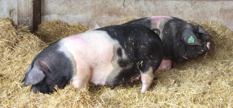 Dva prasata v chlévě na slámě.