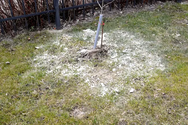Bílý vápněný prášek rozsypaný na trávníku kolem stromu.