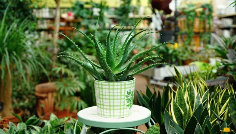 Zdravá rostlina aloe v hrnci na stole mezi jinými pokojovými rostlinami.