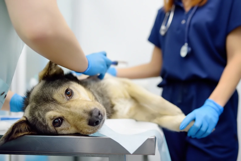 Pes na vyšetření u veterináře, léčba zánětu dělohy