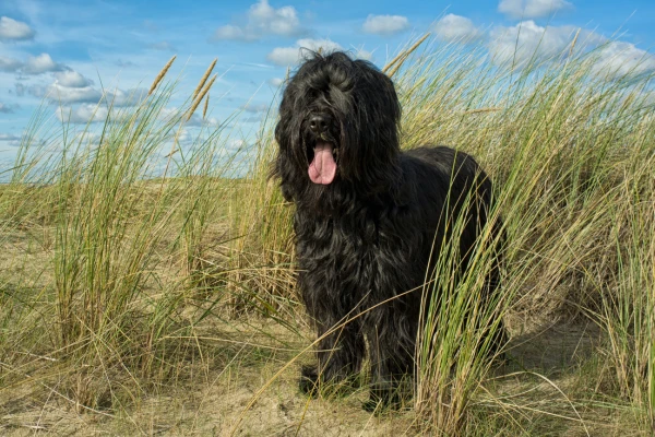 Černý briard stojí v písečné trávě s otevřenou pusou.