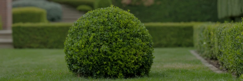 Zelený kulatý buxus v zahradě po údržbě.