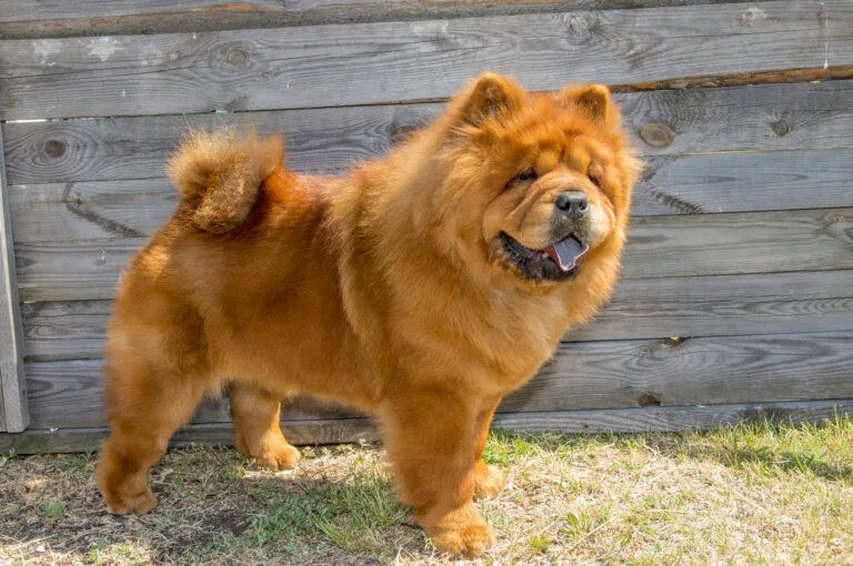 Chow chow pes stojí na trávě před dřevěným plotem