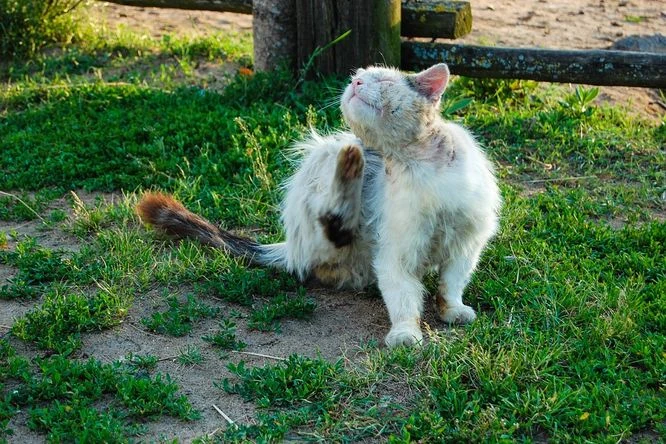 Bílá kočka se škrábne na krku venku.