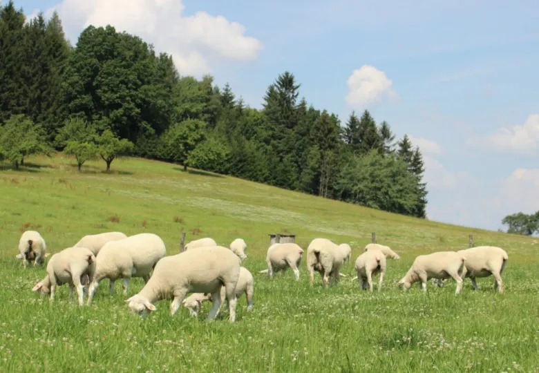 Stádo ovce texels pasou na zelené louce pod modrou oblohou.