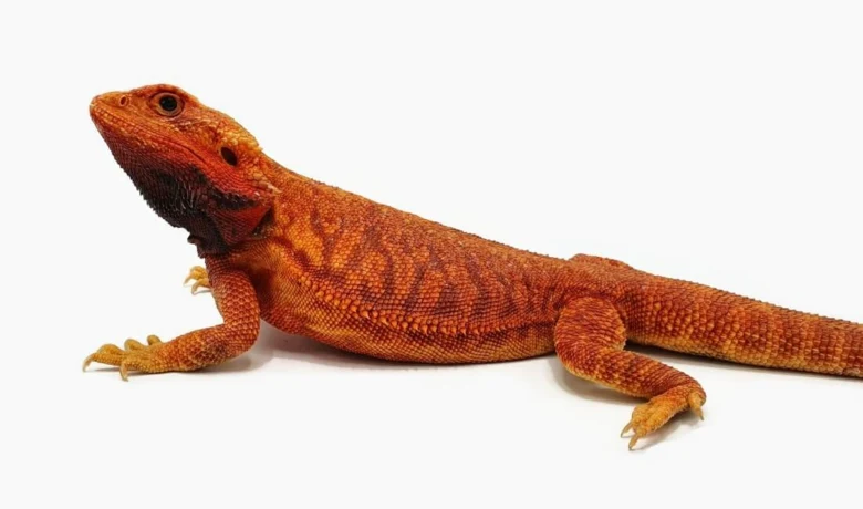 Oranžová agama na bílém pozadí