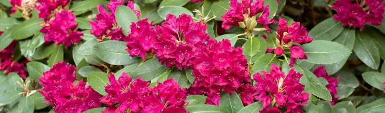 Jasné růžové květy rododendronu na tmavě zelených listech.