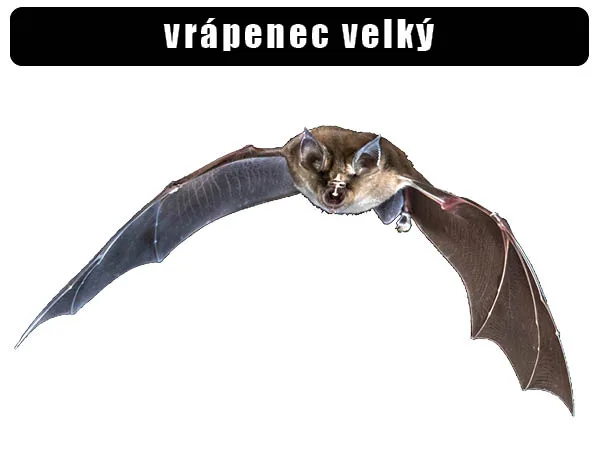 Greater horseshoe bat in flight