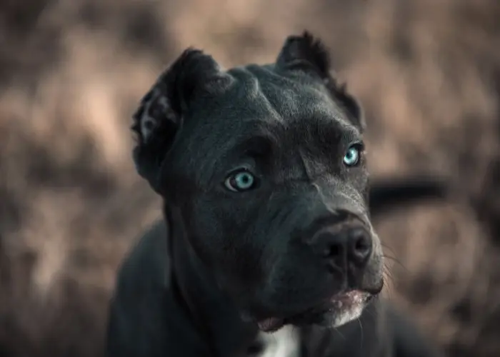Černý pes bandog s modrými očima v přírodě.