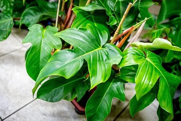 Zelené listy rostliny philodendron v květináči