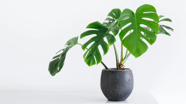 Monstera rostlina v hrnci na bílém pozadí