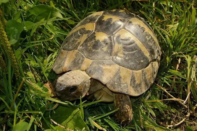 Želva na trávníku venkovního výběhu.