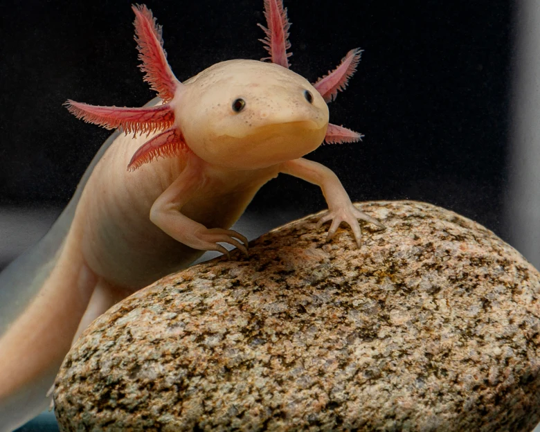 Bílý axolotl s růžovými žábry na kamenu pod vodou.