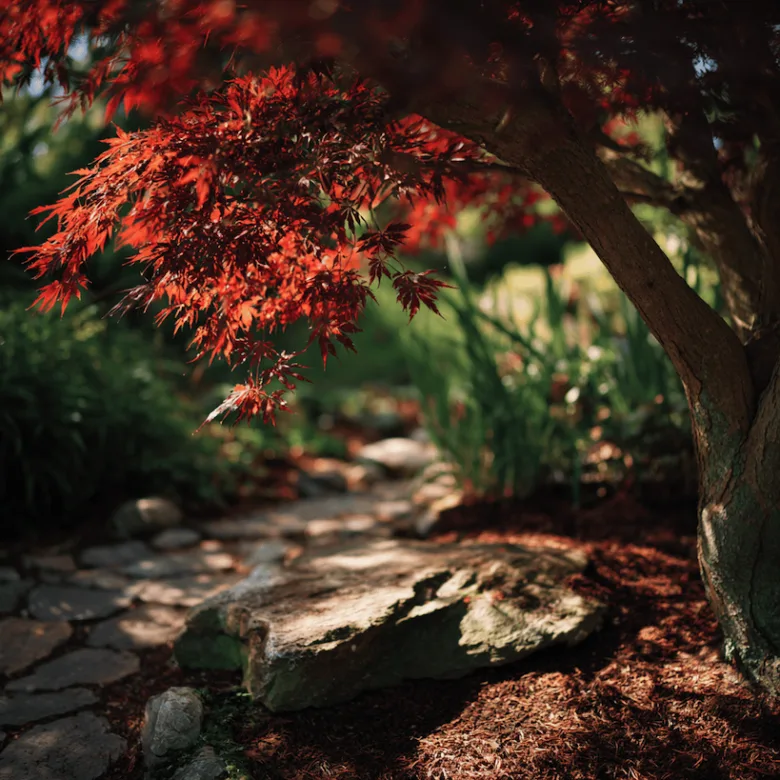 Rudé listy Acer griseum v zahradě s kamenitou cestou.