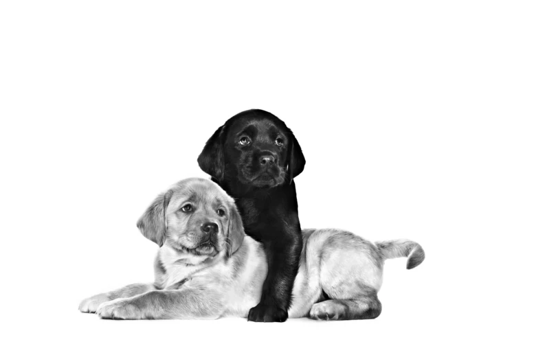 Dva štěňata labradora ležící vedle sebe na bílém pozadí.