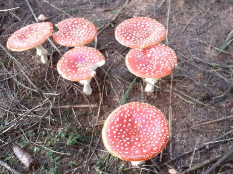 Skupina muchomůrky červené rostoucí na lesní zemi.