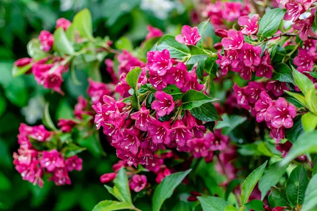 Weigela flowers in bloom
